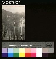 藏品(日治嘉義名所阿里山白木林明信片)的圖片